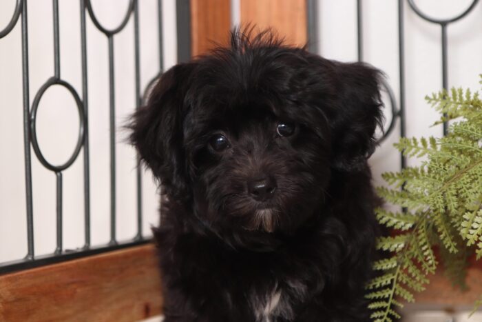 Tyson- Awesome Little Male Yochon Puppy - Image 4