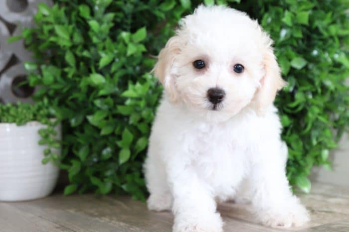Upton - Spectacular Little Cavachon