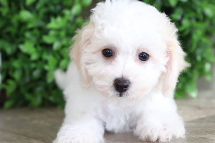 Upton - Spectacular Little Cavachon - Image 3