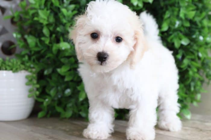 Upton - Spectacular Little Cavachon - Image 4