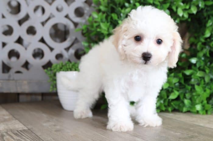 Upton - Spectacular Little Cavachon - Image 5