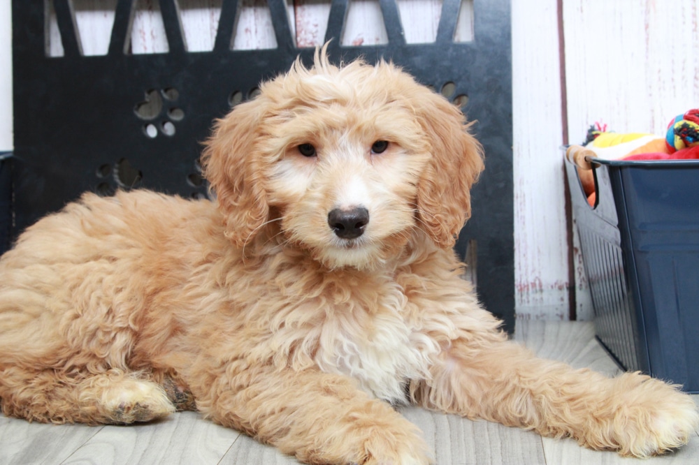 Utah - Dapper Red Mini Male Goldendoodle Puppy