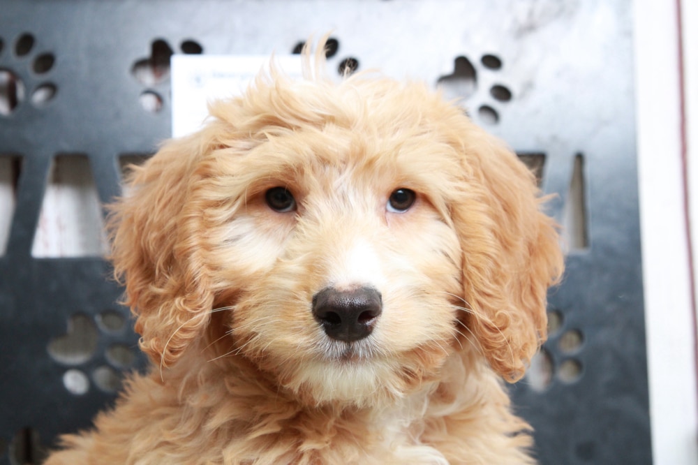 Utah - Dapper Red Mini Male Goldendoodle Puppy - Image 5