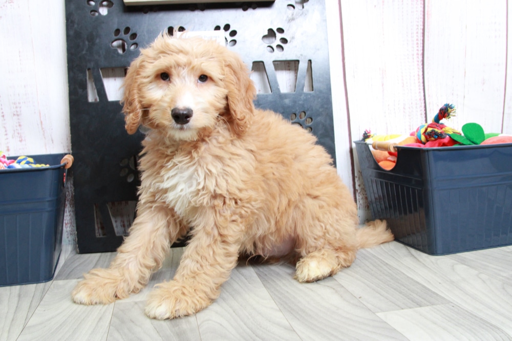 Utah - Dapper Red Mini Male Goldendoodle Puppy - Image 3