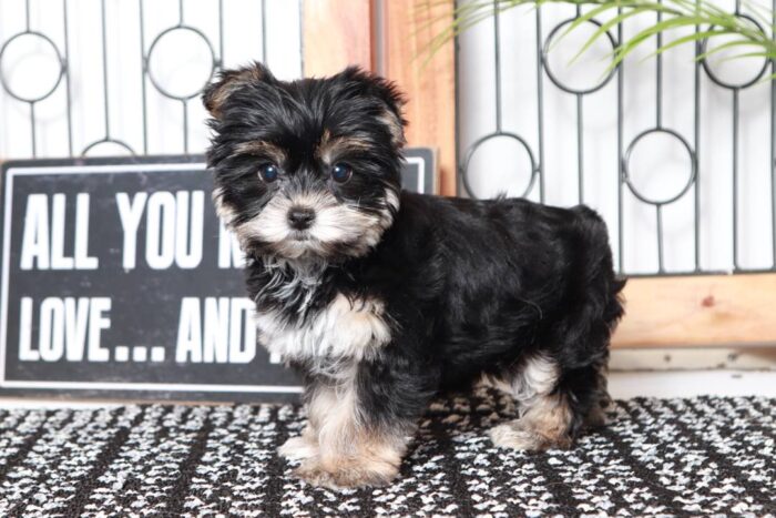 Val- Cuddly Little Black and Tan Female Morkie Puppy