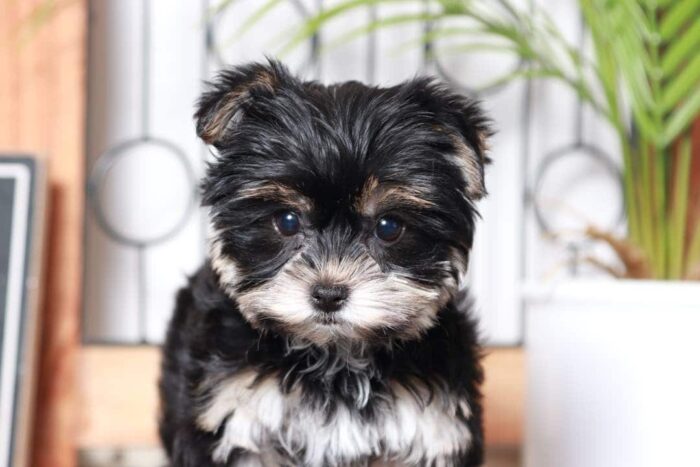 Val- Cuddly Little Black and Tan Female Morkie Puppy - Image 2
