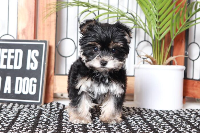 Val- Cuddly Little Black and Tan Female Morkie Puppy - Image 3