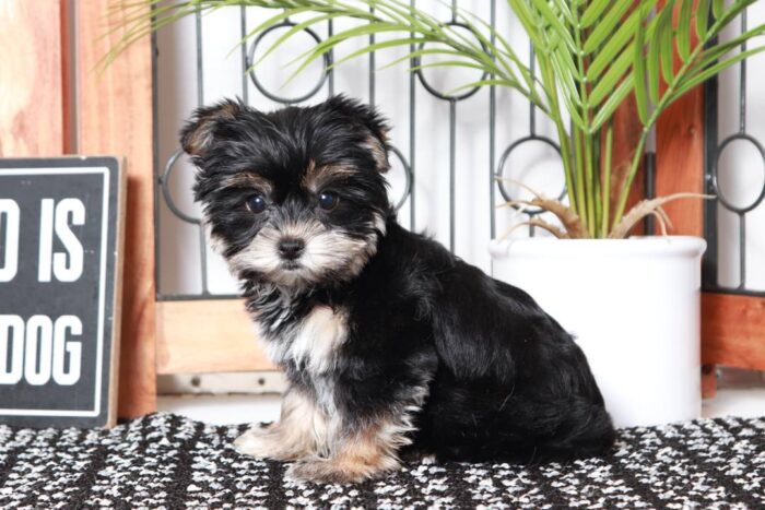 Val- Cuddly Little Black and Tan Female Morkie Puppy - Image 4