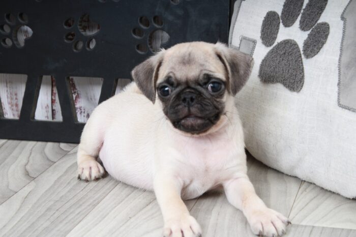 Valor- Adorable ACA Male Fawn Pug Puppy - Image 4