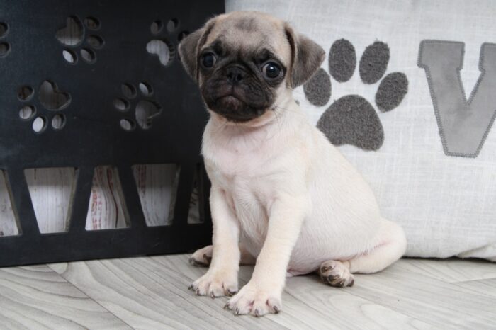 Valor- Adorable ACA Male Fawn Pug Puppy - Image 3