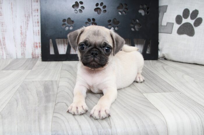 Valor- Adorable ACA Male Fawn Pug Puppy - Image 2