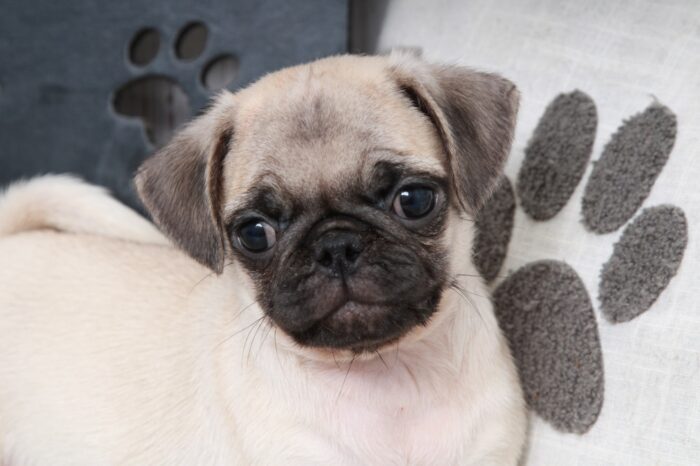 Valor- Adorable ACA Male Fawn Pug Puppy