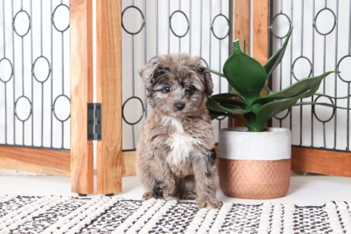 Velvet - Precious Merle Female Mini Aussie-Poo Puppy