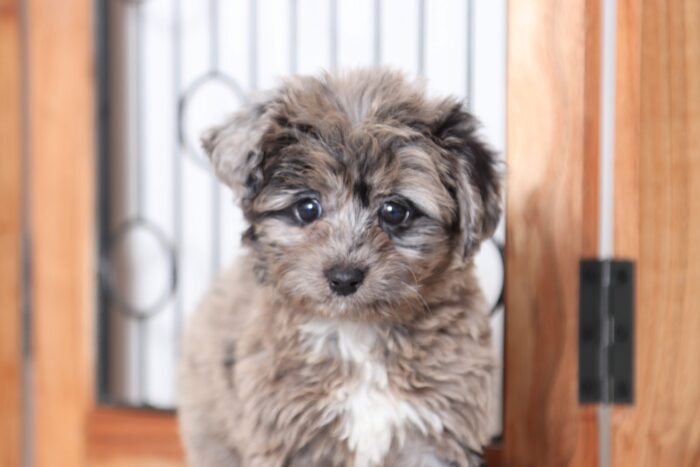 Velvet - Precious Merle Female Mini Aussie-Poo Puppy - Image 2
