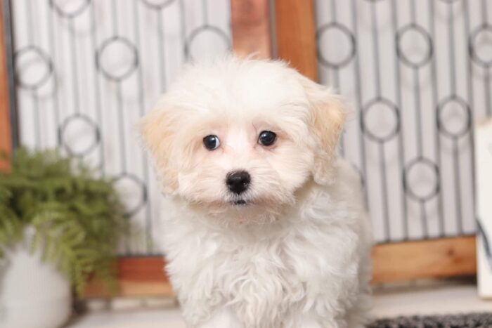 Velvet - Fun Female Malti-Poo Puppy - Image 2