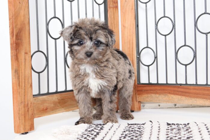 Velvet - Precious Merle Female Mini Aussie-Poo Puppy - Image 3