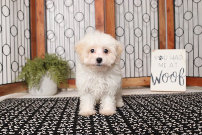 Velvet - Fun Female Malti-Poo Puppy - Image 3