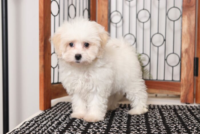 Velvet - Fun Female Malti-Poo Puppy - Image 4