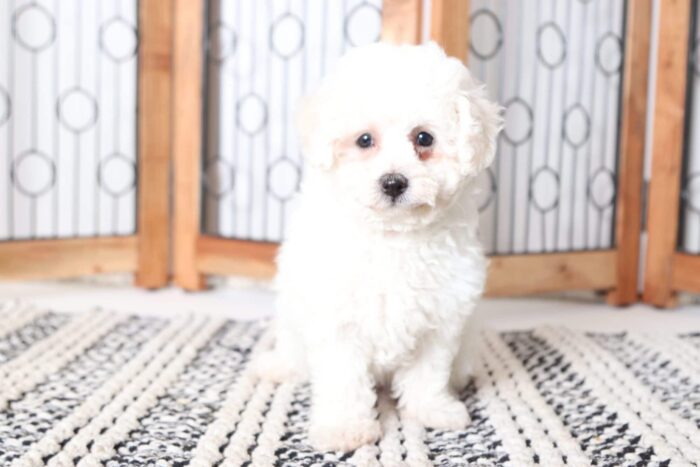 Vera - Sweetheart Female Poochon Puppy