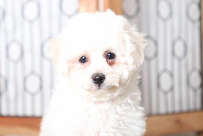 Vera - Sweetheart Female Poochon Puppy - Image 2