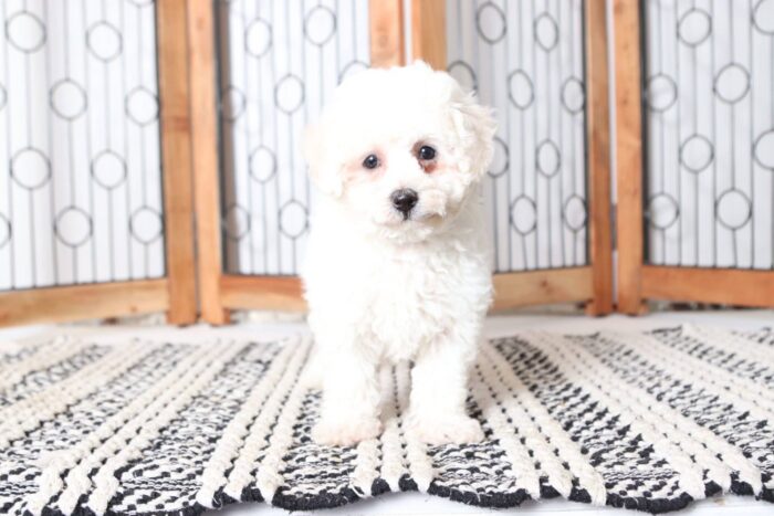 Vera - Sweetheart Female Poochon Puppy - Image 3