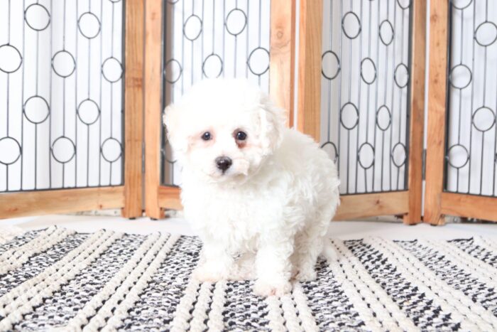 Vera - Sweetheart Female Poochon Puppy - Image 4