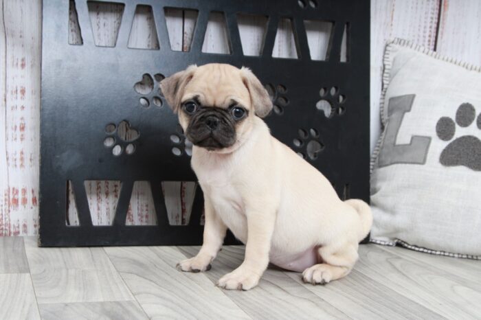 Veronica - Loving Female ACA Pug Puppy - Image 4