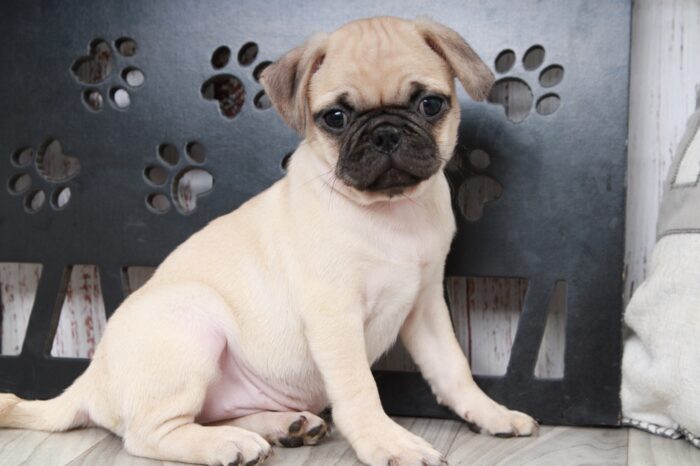 Veronica - Loving Female ACA Pug Puppy - Image 3