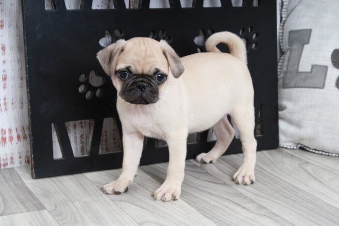 Veronica - Loving Female ACA Pug Puppy - Image 2
