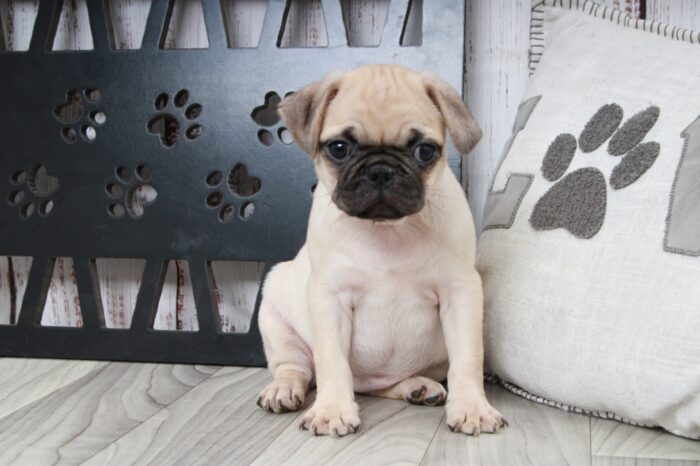 Veronica - Loving Female ACA Pug Puppy