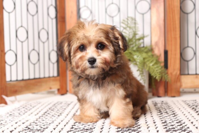 Vince- Awesome Little Male Yochon Puppy