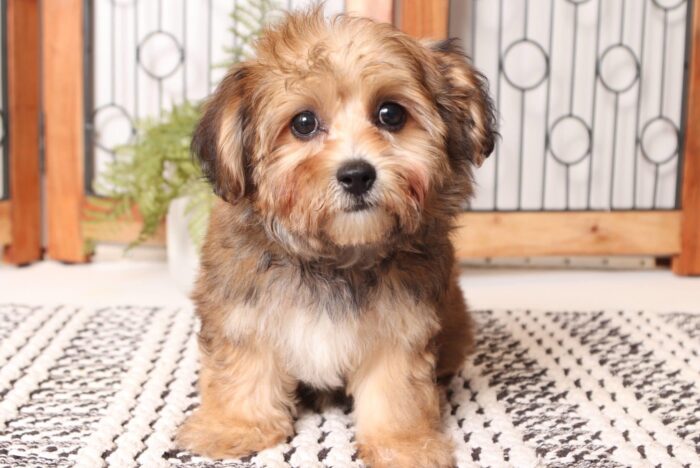 Vince- Awesome Little Male Yochon Puppy - Image 2