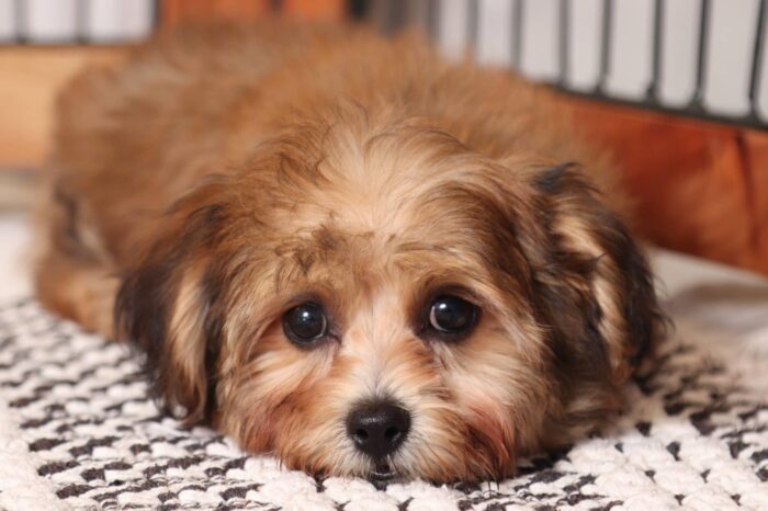 Vince- Awesome Little Male Yochon Puppy - Image 3
