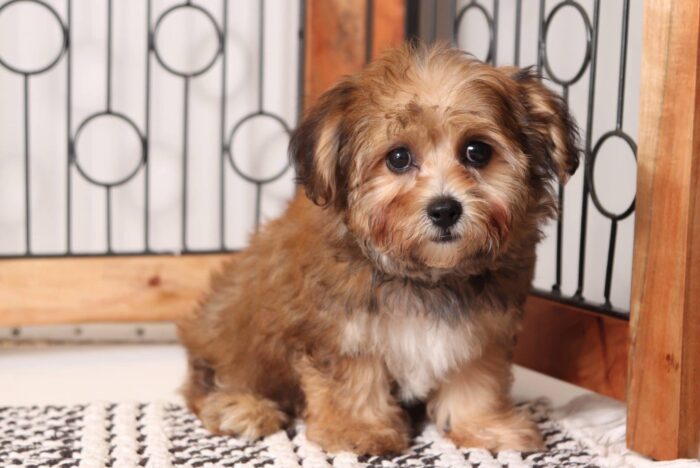 Vince- Awesome Little Male Yochon Puppy - Image 4