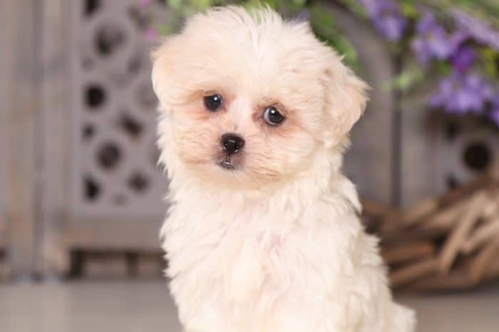 Violet - Dazzling Teddy Bear