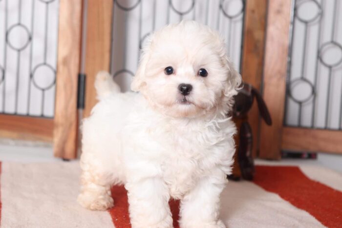 Violet- Lovely Female Teddy Bear Puppy