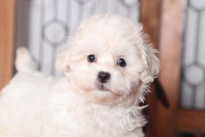 Violet- Lovely Female Teddy Bear Puppy - Image 2