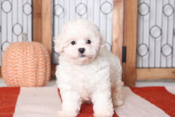 Violet- Lovely Female Teddy Bear Puppy - Image 3