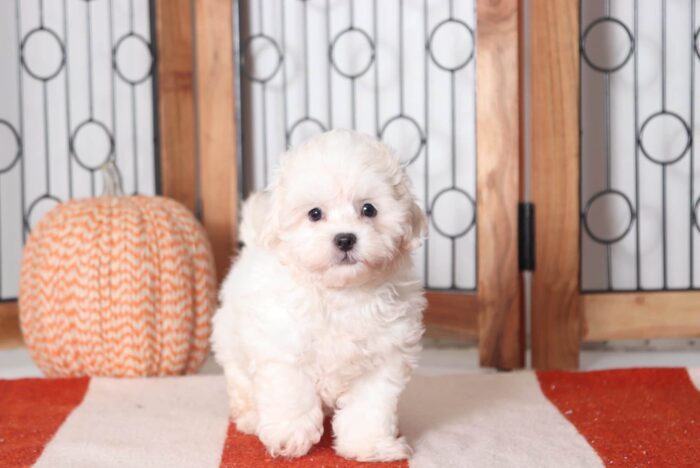Violet- Lovely Female Teddy Bear Puppy - Image 4
