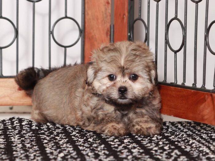 Vivi- Sassy female brown sable Shih-Poo Puppy - Image 4