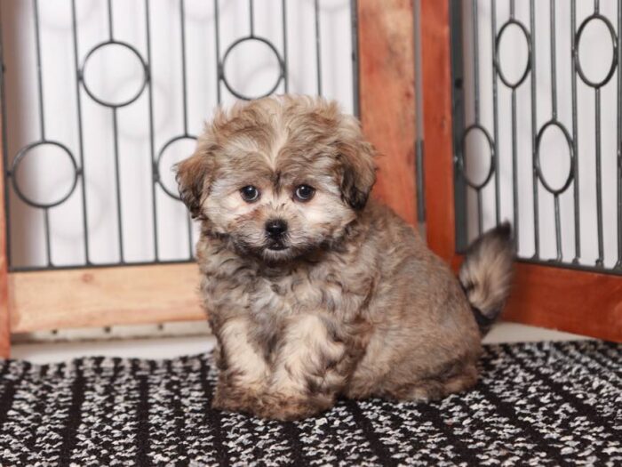 Vivi- Sassy female brown sable Shih-Poo Puppy - Image 3