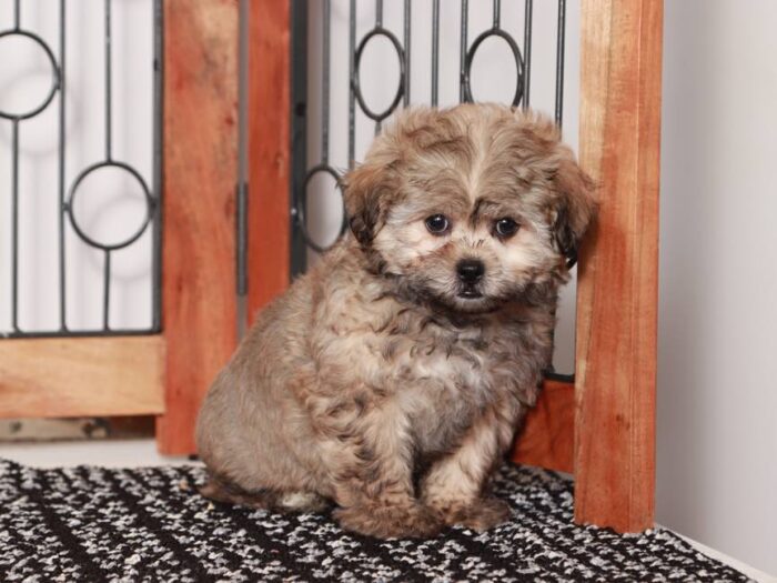 Vivi- Sassy female brown sable Shih-Poo Puppy - Image 2