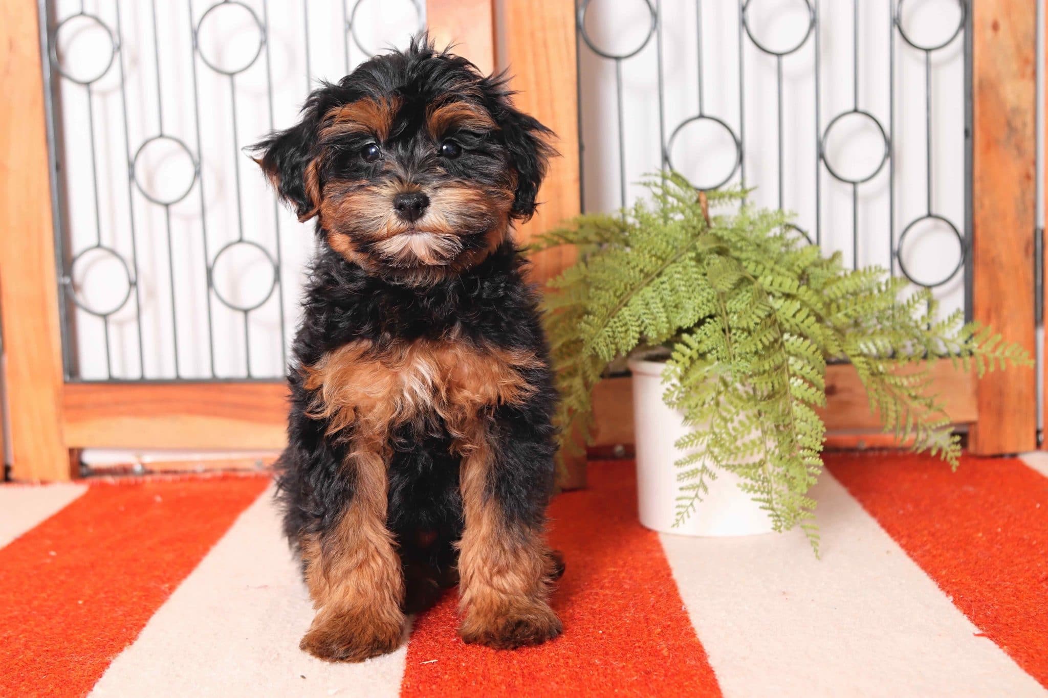 Volt - Happy Little Male Havapoo Puppy