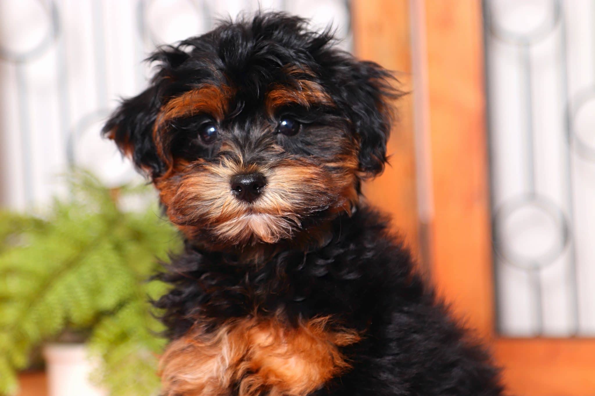 Volt - Happy Little Male Havapoo Puppy - Image 2