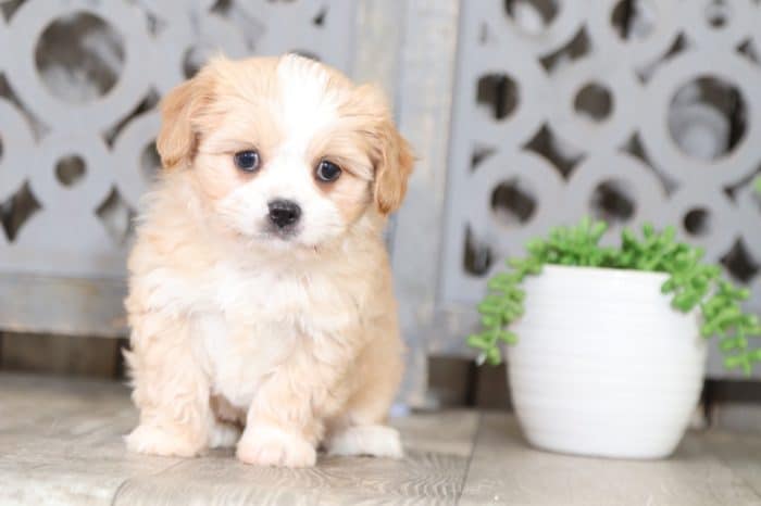 Waffles - Adorable Cava-Tzu