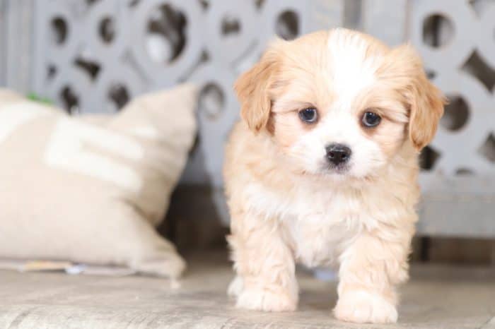 Waffles - Adorable Cava-Tzu - Image 2