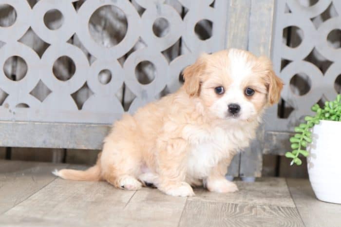 Waffles - Adorable Cava-Tzu - Image 3