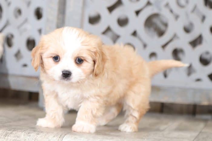 Waffles - Adorable Cava-Tzu - Image 4