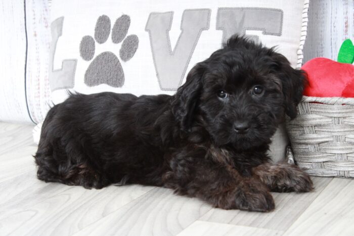 Wakanda - Black Female Yorkipoo Puppy