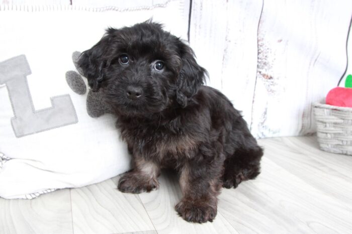 Wakanda - Black Female Yorkipoo Puppy - Image 2